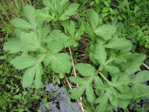 植物葉面積測定儀有什么作用？