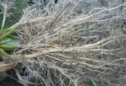 植物根系分析儀，選擇山東云唐如何？