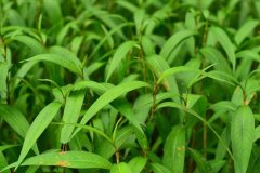 植物冠層測(cè)定儀在水稻種植當(dāng)中有什么作用？