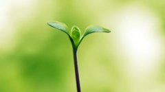 植物根系分析儀的作用是什么呢？